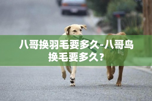 八哥換羽毛要多久-八哥鳥換毛要多久？