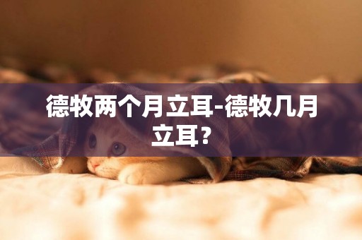 德牧兩個月立耳-德牧幾月立耳？