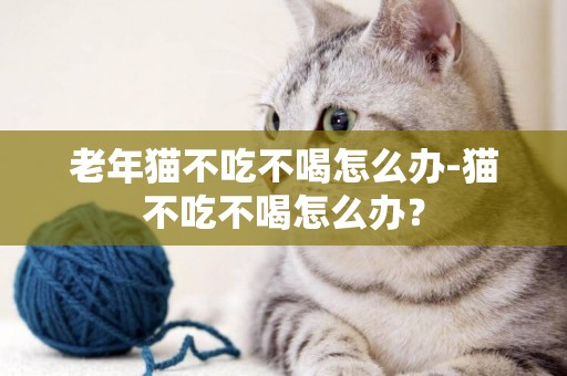 老年貓不吃不喝怎么辦-貓不吃不喝怎么辦？