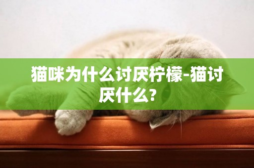 貓咪為什么討厭檸檬-貓討厭什么?