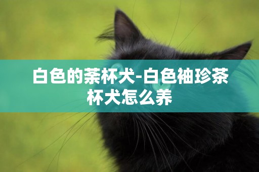 白色的荼杯犬-白色袖珍茶杯犬怎么養