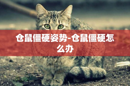 倉鼠僵硬姿勢-倉鼠僵硬怎么辦