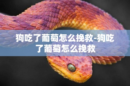 狗吃了葡萄怎么挽救-狗吃了葡萄怎么挽救