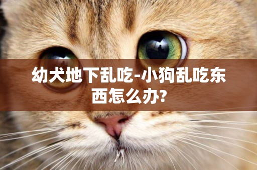 幼犬地下亂吃-小狗亂吃東西怎么辦?