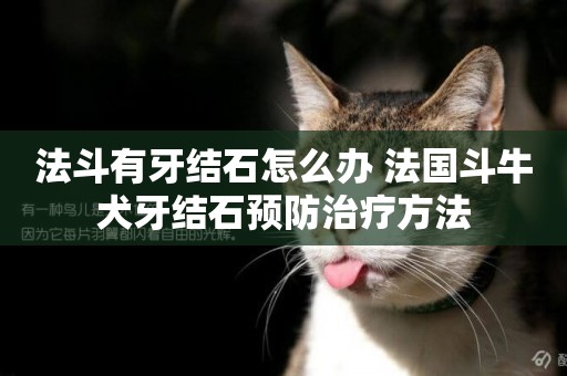 法斗有牙結石怎么辦 法國斗牛犬牙結石預防治療方法