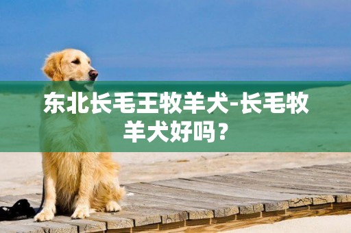 東北長毛王牧羊犬-長毛牧羊犬好嗎？