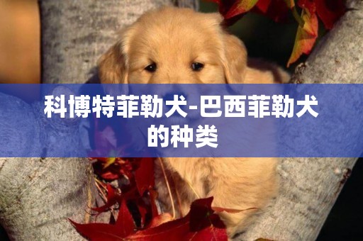 科博特菲勒犬-巴西菲勒犬的種類