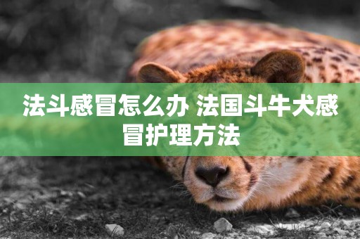 法斗感冒怎么辦 法國斗牛犬感冒護理方法