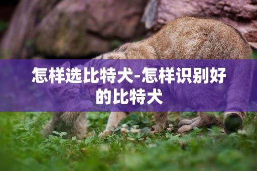 怎樣選比特犬-怎樣識別好的比特犬