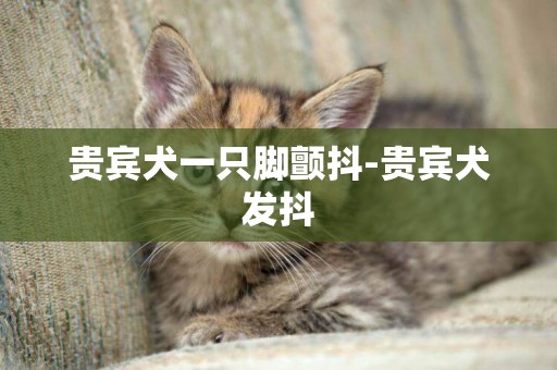 貴賓犬一只腳顫抖-貴賓犬發抖