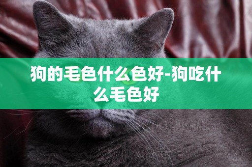 狗的毛色什么色好-狗吃什么毛色好