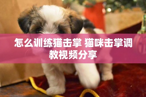 怎么訓練貓擊掌 貓咪擊掌調教視頻分享