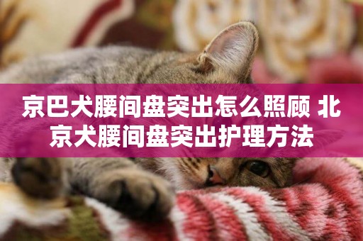 京巴犬腰間盤突出怎么照顧 北京犬腰間盤突出護理方法