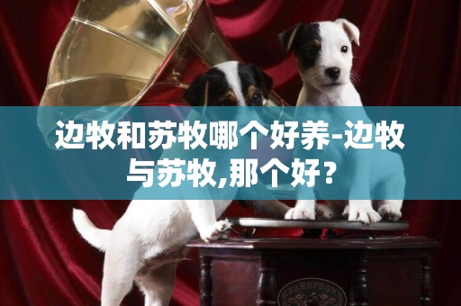邊牧和蘇牧哪個好養-邊牧與蘇牧,那個好？