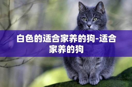 白色的適合家養的狗-適合家養的狗