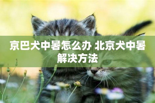京巴犬中暑怎么辦 北京犬中暑解決方法