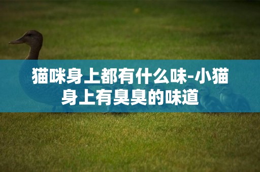貓咪身上都有什么味-小貓身上有臭臭的味道