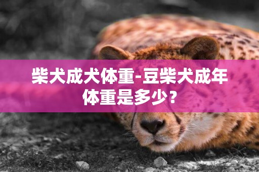 柴犬成犬體重-豆柴犬成年體重是多少？