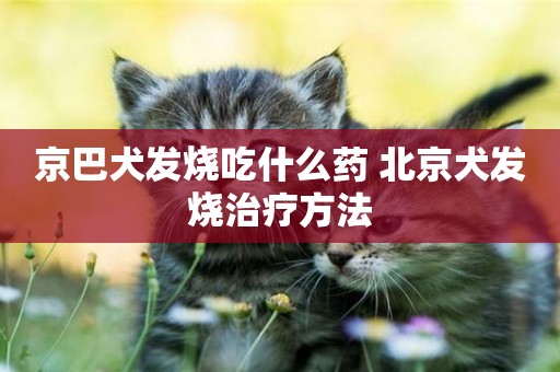 京巴犬發燒吃什么藥 北京犬發燒治療方法
