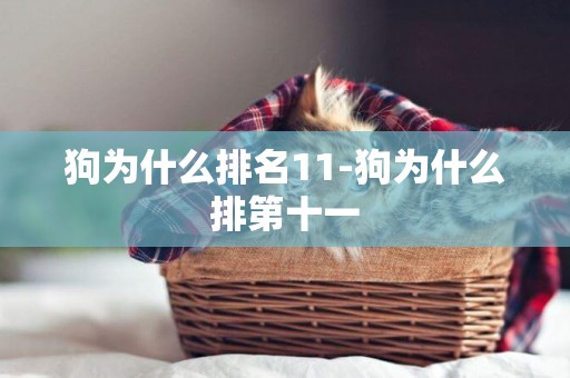 狗為什么排名11-狗為什么排第十一