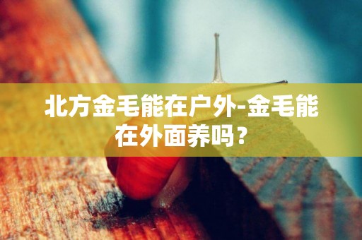 北方金毛能在戶外-金毛能在外面養嗎？