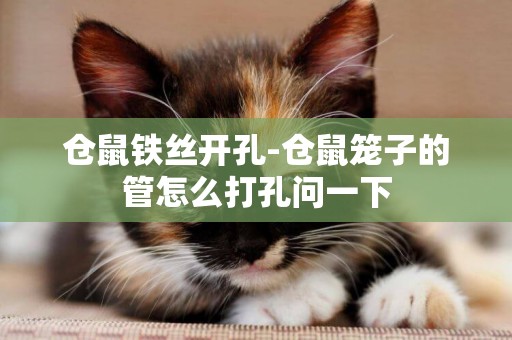 倉鼠鐵絲開孔-倉鼠籠子的管怎么打孔問一下