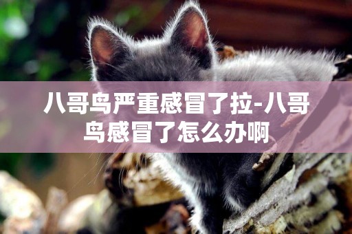 八哥鳥嚴重感冒了拉-八哥鳥感冒了怎么辦啊
