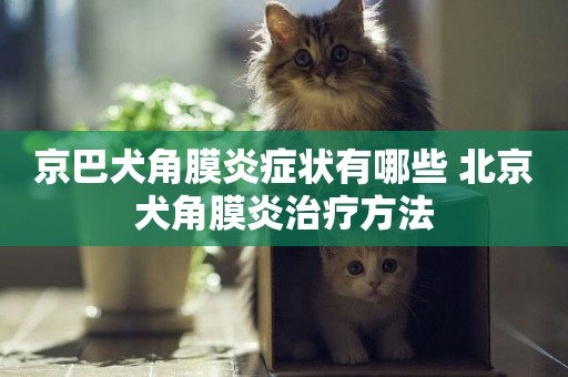 京巴犬角膜炎癥狀有哪些 北京犬角膜炎治療方法