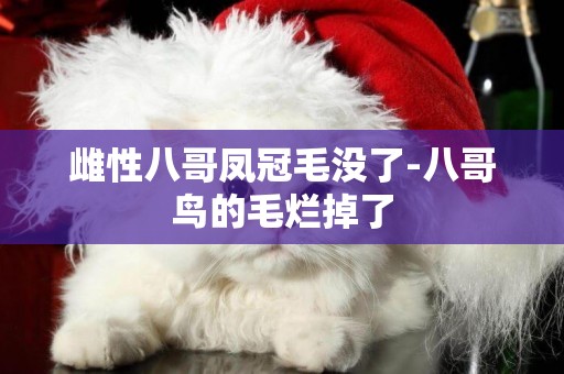 雌性八哥鳳冠毛沒了-八哥鳥的毛爛掉了