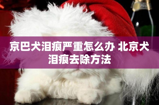京巴犬淚痕嚴重怎么辦 北京犬淚痕去除方法