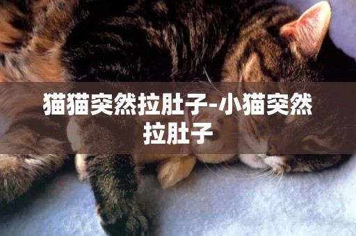 貓貓突然拉肚子-小貓突然拉肚子