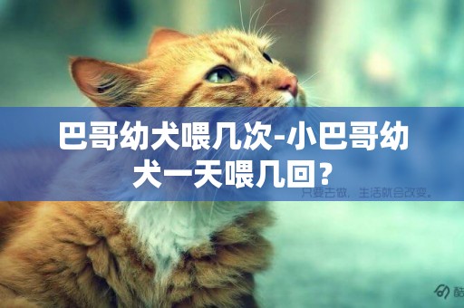 巴哥幼犬喂幾次-小巴哥幼犬一天喂幾回？
