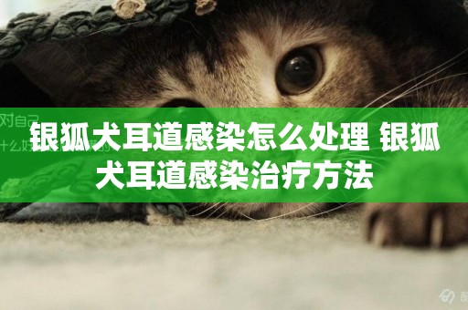 銀狐犬耳道感染怎么處理 銀狐犬耳道感染治療方法