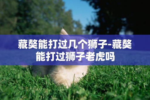 藏獒能打過幾個獅子-藏獒能打過獅子老虎嗎