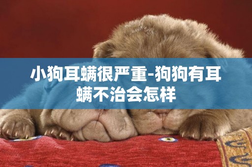 小狗耳螨很嚴重-狗狗有耳螨不治會怎樣