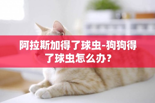 阿拉斯加得了球蟲-狗狗得了球蟲怎么辦？