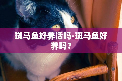 斑馬魚好養活嗎-斑馬魚好養嗎？