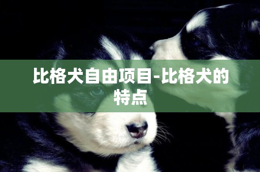 比格犬自由項目-比格犬的特點