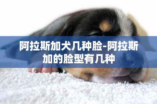 阿拉斯加犬幾種臉-阿拉斯加的臉型有幾種