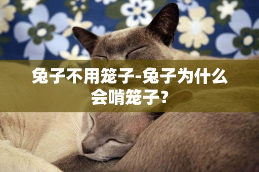 兔子不用籠子-兔子為什么會啃籠子？
