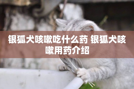 銀狐犬咳嗽吃什么藥 銀狐犬咳嗽用藥介紹