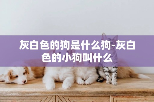 灰白色的狗是什么狗-灰白色的小狗叫什么