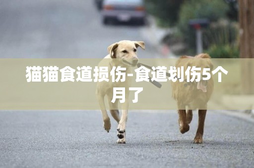 貓貓食道損傷-食道劃傷5個月了