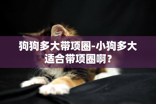 狗狗多大帶項圈-小狗多大適合帶項圈啊？