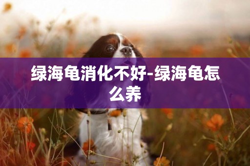 綠海龜消化不好-綠海龜怎么養