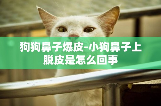 狗狗鼻子爆皮-小狗鼻子上脫皮是怎么回事