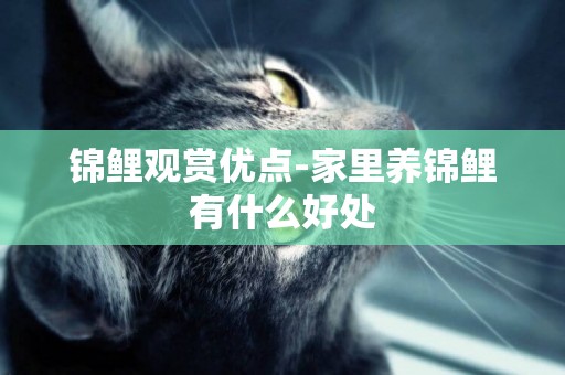 錦鯉觀賞優點-家里養錦鯉有什么好處
