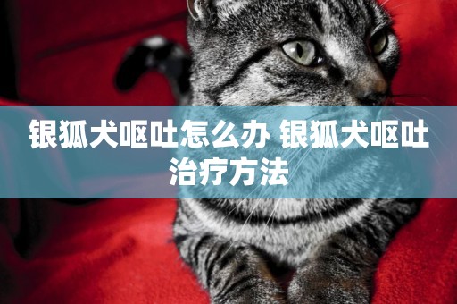 銀狐犬嘔吐怎么辦 銀狐犬嘔吐治療方法