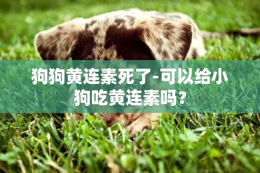 狗狗黃連素死了-可以給小狗吃黃連素嗎？