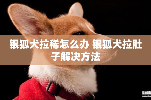 銀狐犬拉稀怎么辦 銀狐犬拉肚子解決方法
